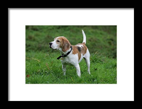 Animals Framed Print featuring the photograph Beagle 40 by Bob Langrish
