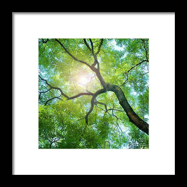 Forest Framed Print featuring the photograph Beams Of The Sun by Triff