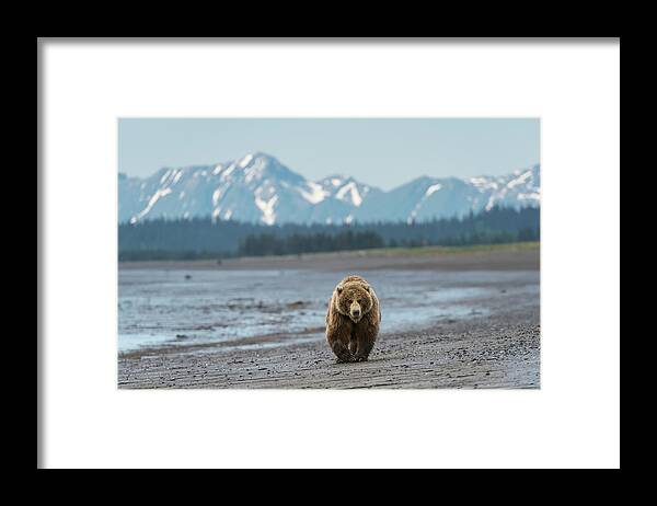 Brown Bear Framed Print featuring the photograph Bear Beach, Alaska by David & Shiela Glatz Www.glatznaturephoto.com