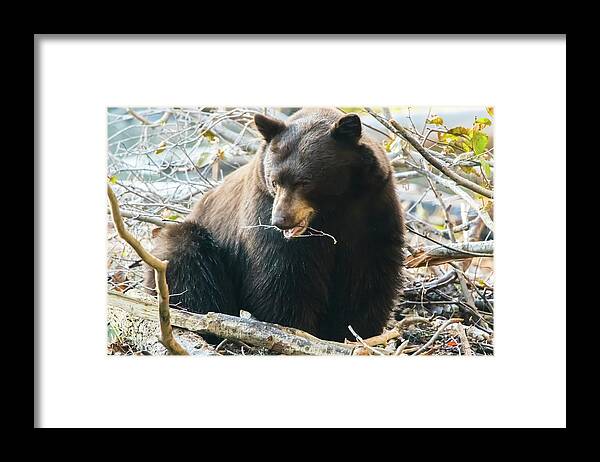 California Framed Print featuring the photograph Bear Chewing on Twig by Marc Crumpler