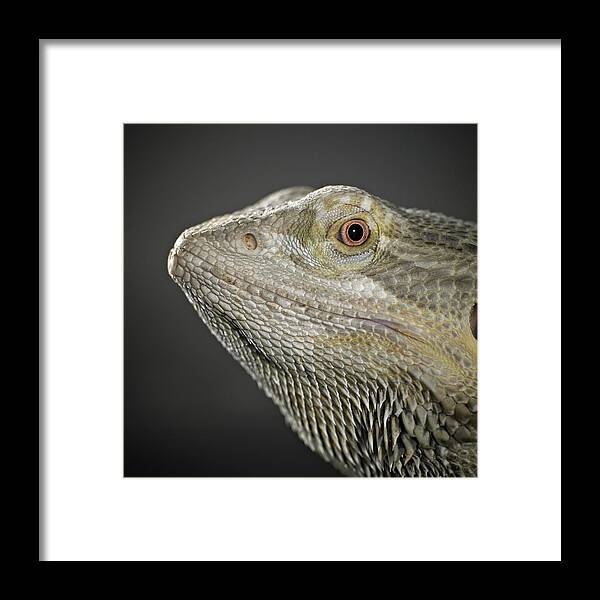 Animal Themes Framed Print featuring the photograph Bearded Dragon by Darren Woolridge Photography - Www.darrenwoolridge.com