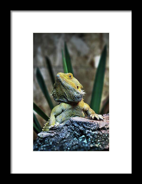Animal Themes Framed Print featuring the photograph Bearded Dragon by Nenad Druzic