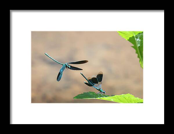 Animal Framed Print featuring the photograph Beautiful Demoiselle Damselfly Male Flying Above Banded by Bernard Castelein / Naturepl.com