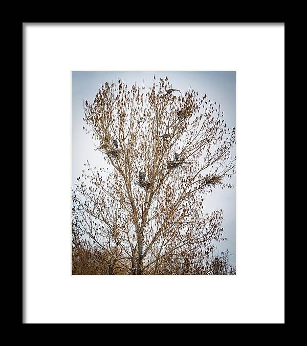 Great Blue Heron Framed Print featuring the photograph Beautiful Great Blue Heron Tree Houses by James BO Insogna
