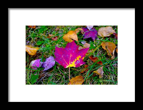 Beautiful Pocono Autumn Leaf Framed Print featuring the photograph Beautiful Pocono Autumn Leaf by Barbra Telfer