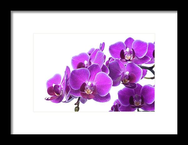 White Background Framed Print featuring the photograph Beautiful Purple Orchid On White by Digihelion