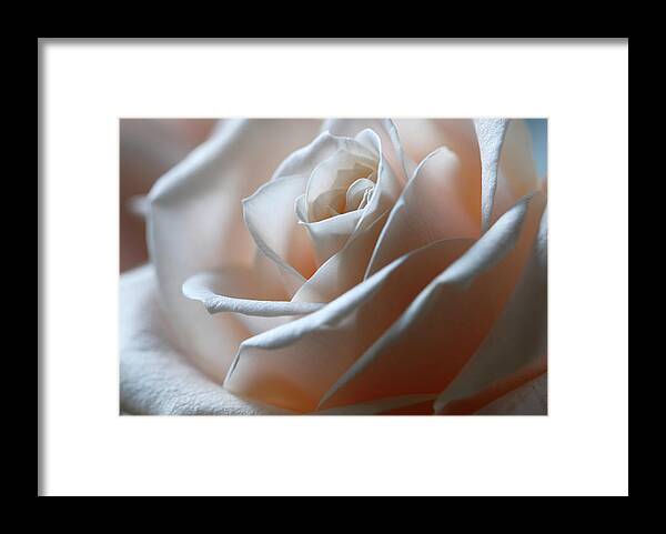 Sparse Framed Print featuring the photograph Beautiful Rose Close-up by Olgaza