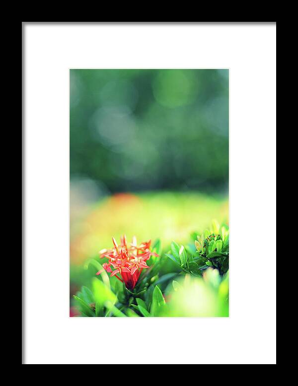 Flowerbed Framed Print featuring the photograph Beautiful Spring Flowers by Primeimages