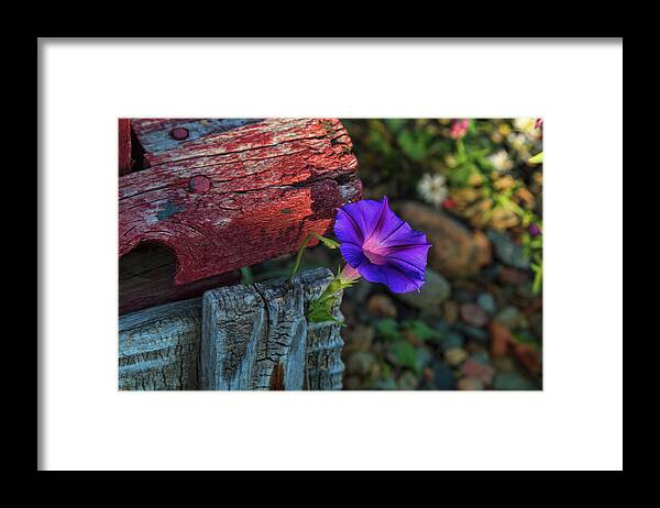 Morning Glory Framed Print featuring the photograph Beautify by Alana Thrower
