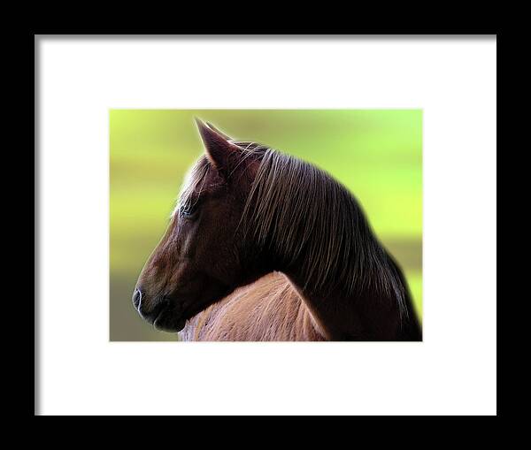Horse Framed Print featuring the photograph Beauty by Abenaa