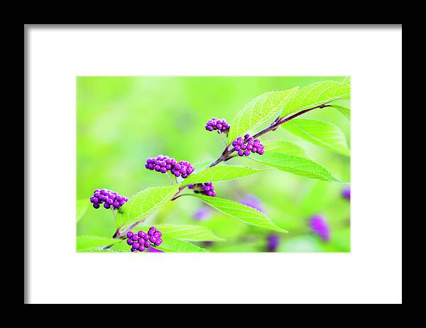Berries Framed Print featuring the photograph Beauty Berry by Patty Colabuono