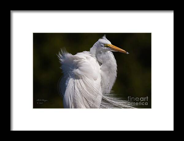Egrets Framed Print featuring the photograph Beauty In The Wind by DB Hayes