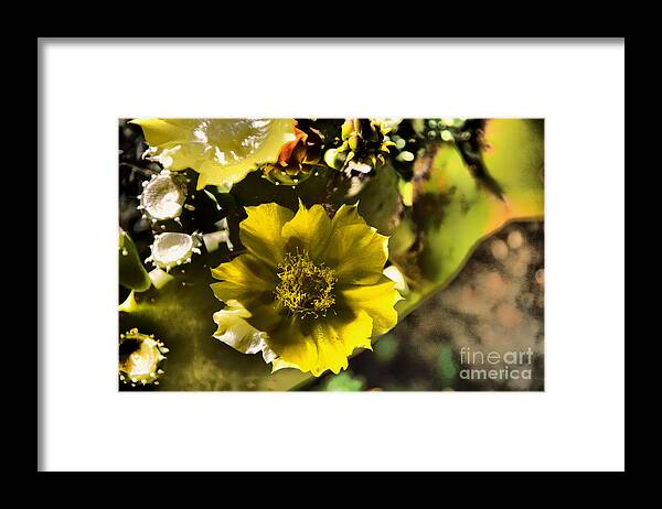 Flower Framed Print featuring the photograph Beauty Of A Shaded Flower by Jeff Swan