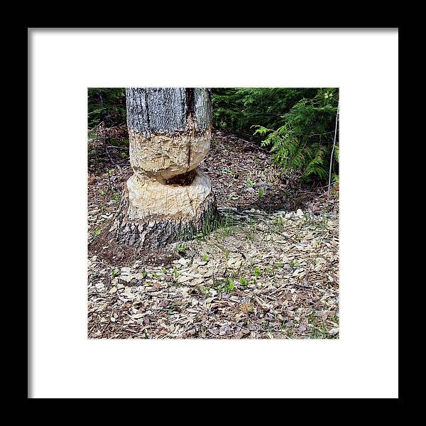 Beaver Framed Print featuring the photograph Beaver Work by Tatiana Travelways