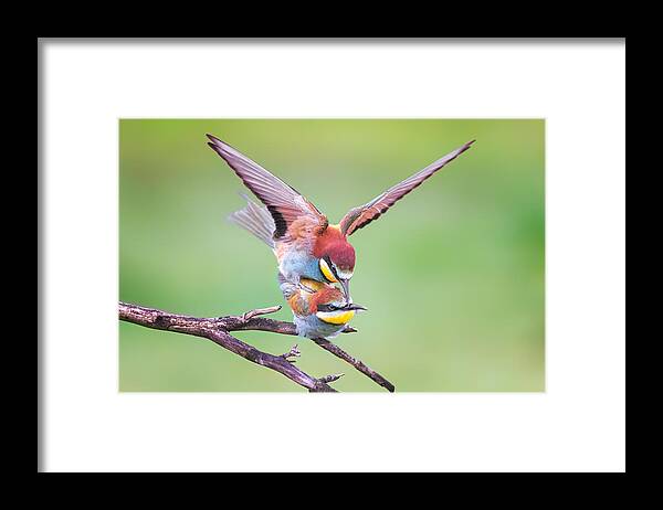 Bee-eater Framed Print featuring the photograph Bee Eater Mating by Siyu And Wei Photography