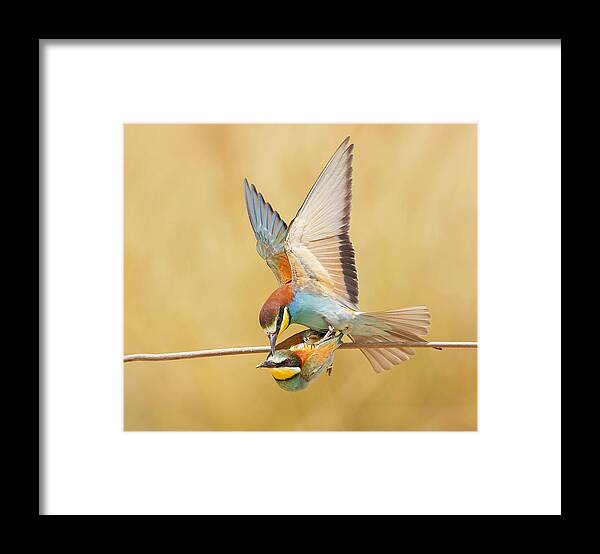 Nachla Framed Print featuring the photograph Bee-eaters Love by Shlomo Waldmann