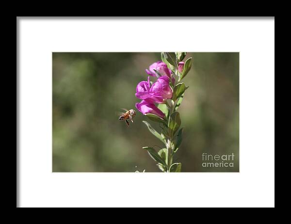 Bee Framed Print featuring the photograph Bee Flying Towards Ultra Violet Texas Ranger Flower by Colleen Cornelius