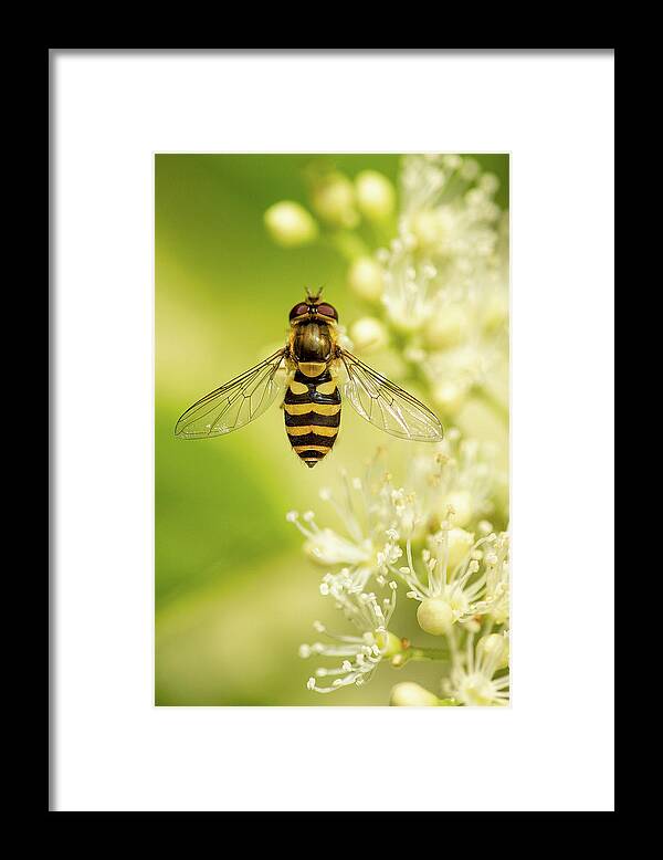 Nature Framed Print featuring the photograph Bee Up by Bob Cournoyer