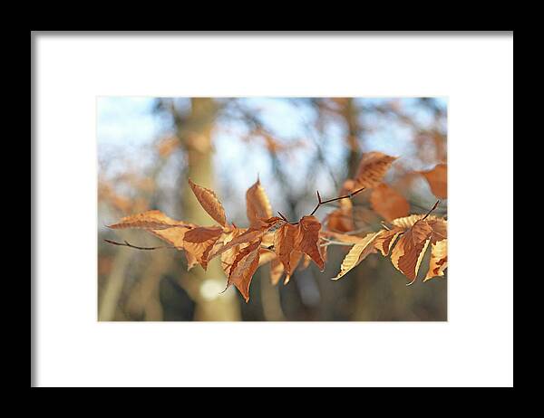 Beech Framed Print featuring the photograph Beech Leaves In Fall by Debbie Oppermann