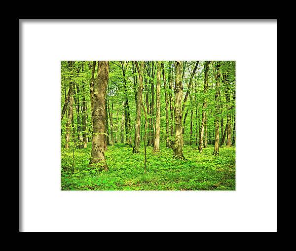 Grass Framed Print featuring the photograph Beech Tree Forest by Nikada