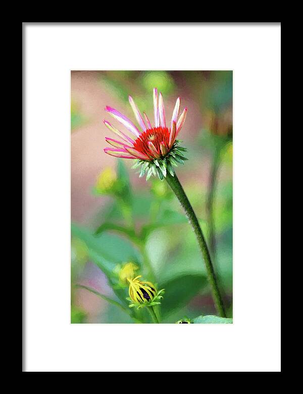 Flower Framed Print featuring the photograph Beginning to Bloom by Carol Montoya