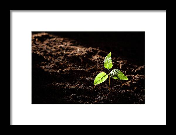 Environmental Conservation Framed Print featuring the photograph Beginnings - Small Tree Nature Mystery by Thomasvogel