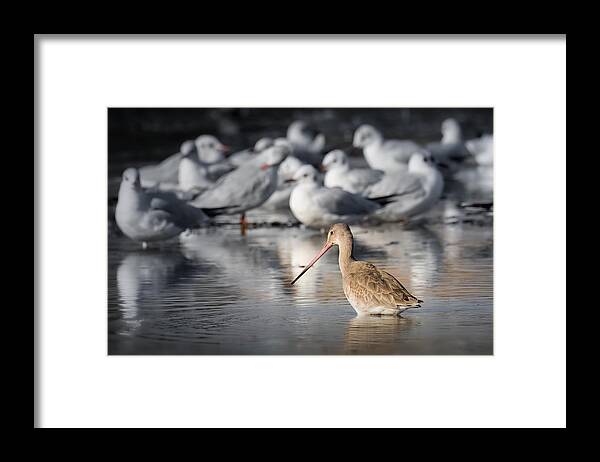 Black-tailed Framed Print featuring the photograph Being Different .. by Ahmed Zaeitar