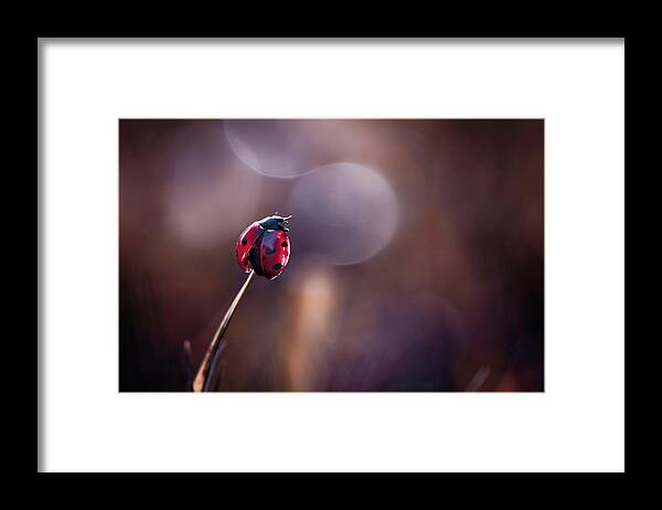 Ladybug Framed Print featuring the photograph Being Thankful For Nature\'s Bounty by Fabien Bravin