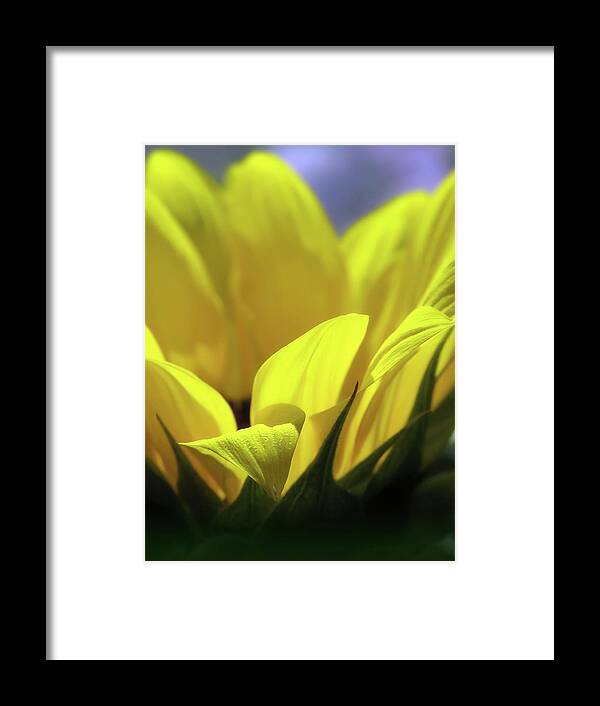 Sunflower Framed Print featuring the photograph Being Very Close by Johanna Hurmerinta