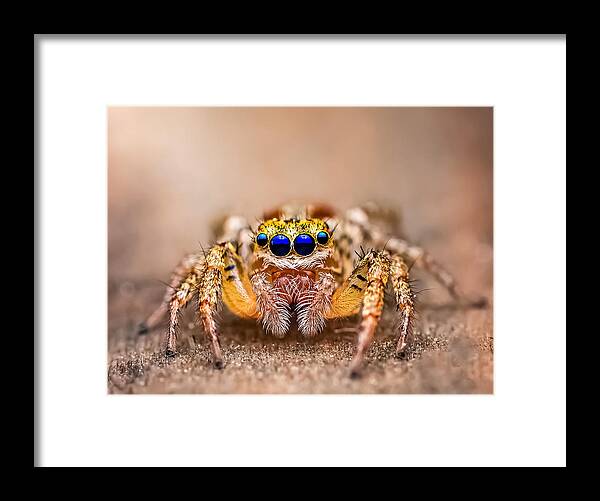 Insect Framed Print featuring the photograph Bejeweled by Atul Saluja