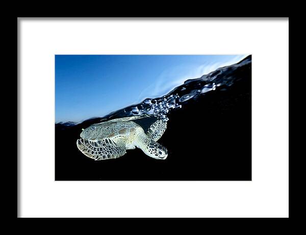 Green Framed Print featuring the photograph Below by Serge Melesan