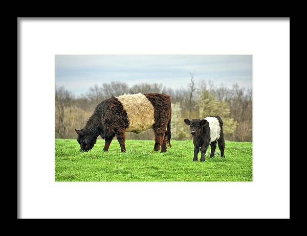 Around Framed Print featuring the photograph Belted Galloway by JAMART Photography