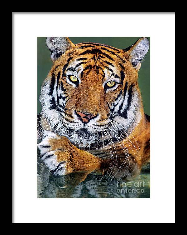 Bengal Tiger Framed Print featuring the photograph Bengal Tiger Portrait Endangered Species Wildlife Rescue by Dave Welling