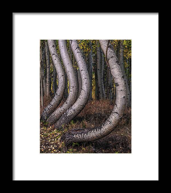 Trees Framed Print featuring the photograph Bent Out of Shape by Chuck Jason