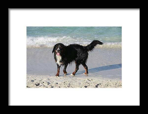Animals Framed Print featuring the photograph Bernese Mountain Dog 39 by Bob Langrish
