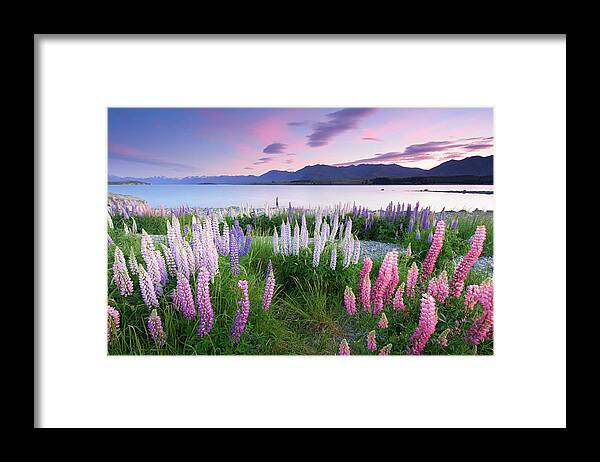 Dawn Framed Print featuring the photograph Berry Dawn At Lake Tekapo, New Zealand by Atomiczen