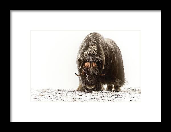 Wild Framed Print featuring the photograph Between The Fog And Frost by Giuseppe D\\'amico