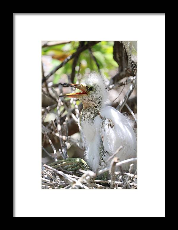 Great Egret Chick Framed Print featuring the photograph Big Baby Great Egret by Carol Groenen