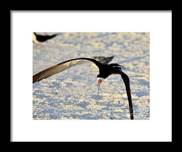 Seabirds Framed Print featuring the photograph Big Gulp Black Skimmer 2 of 3 by Gary F Richards