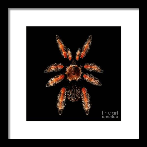Spider Framed Print featuring the photograph Big Spider Brachypelma Boehmei by Sergey Taran