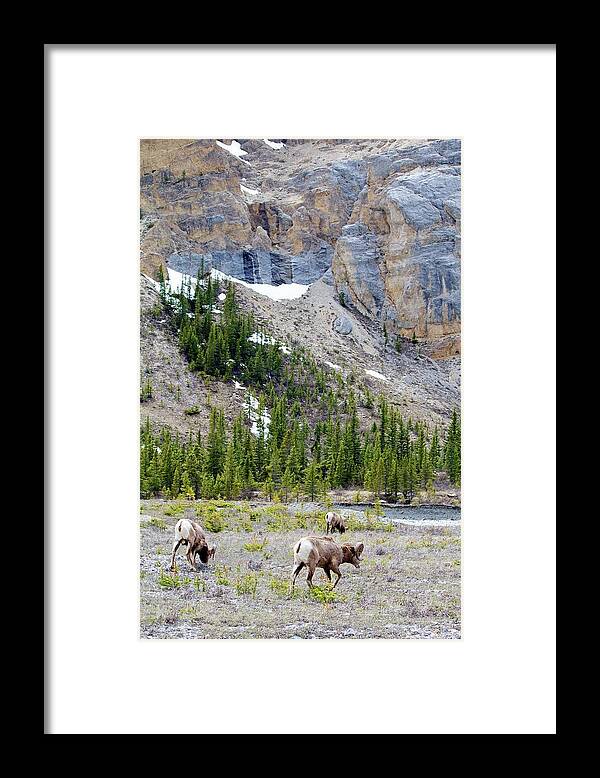 Animal Themes Framed Print featuring the photograph Bighorn Sheep In Banff National Park by Danevansphotography