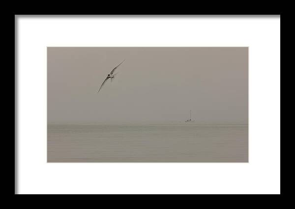 Bird Framed Print featuring the photograph Bird And The Mist by Richard Kam