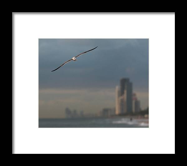 Bird Framed Print featuring the photograph Bird Beach Towering Florida by Patrick Dessureault
