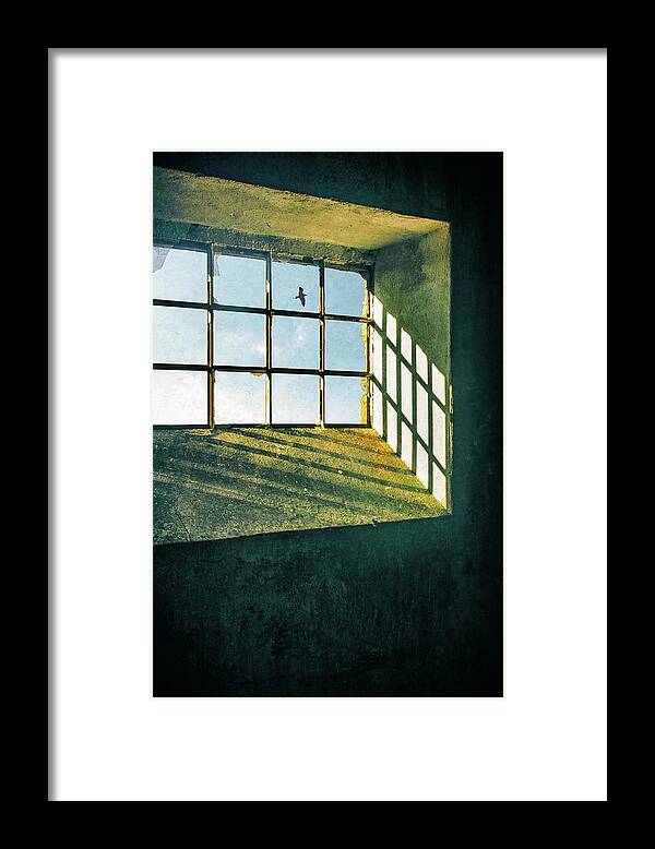 1 Animal Framed Print featuring the photograph Bird Flying Past a Window by Carlos Caetano