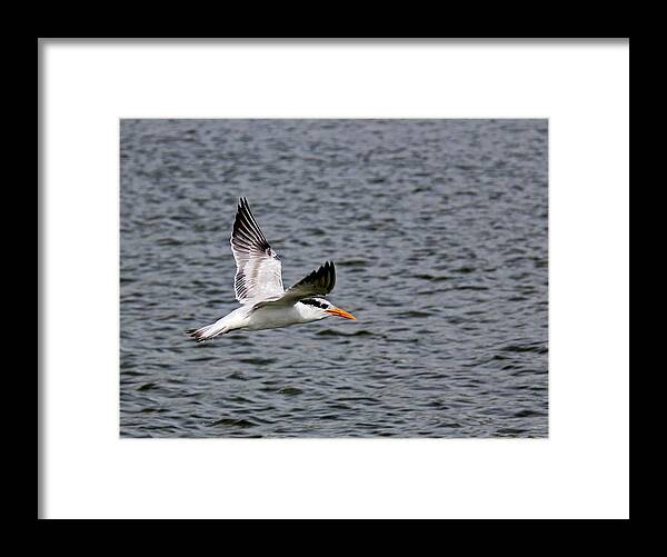 Bird Framed Print featuring the photograph Bird - Least Tern by Richard Krebs