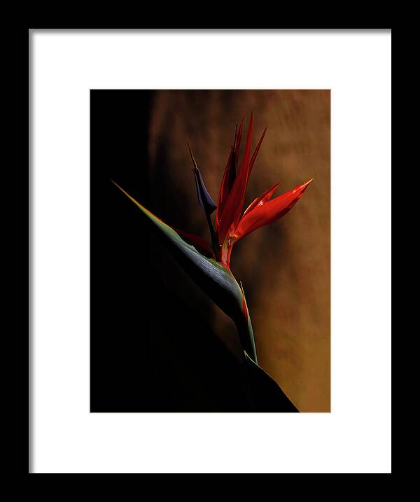 Bird Of Paradise Framed Print featuring the photograph Bird Of Paradise by Kandy Hurley