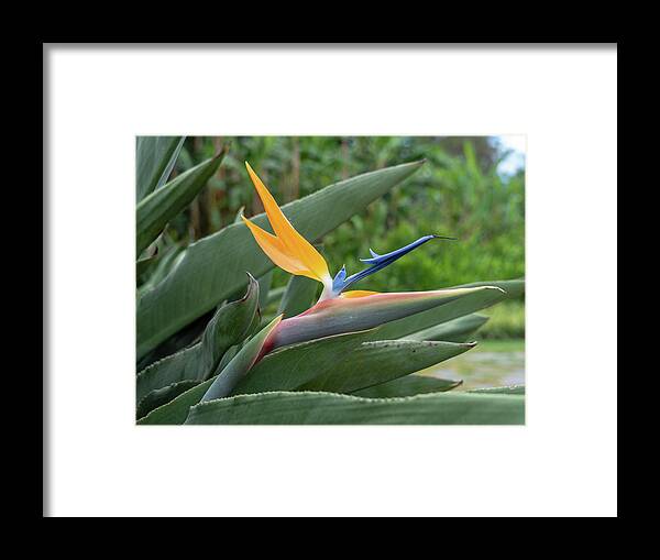 Bird Of Paradise Framed Print featuring the photograph Elegant Bird of Paradise by Leslie Struxness