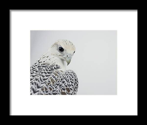White Background Framed Print featuring the photograph Bird Of Prey Aves, Close-up by Yamada Taro