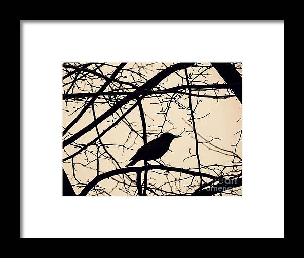 Bird Framed Print featuring the photograph Bird Silhouette by Sarah Loft