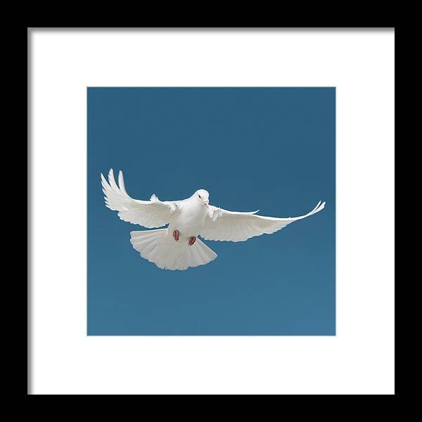 Tranquility Framed Print featuring the photograph Bird by Tetra Images